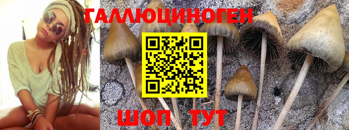 Псилоцибиновые грибы Psilocybine cubensis Глазов